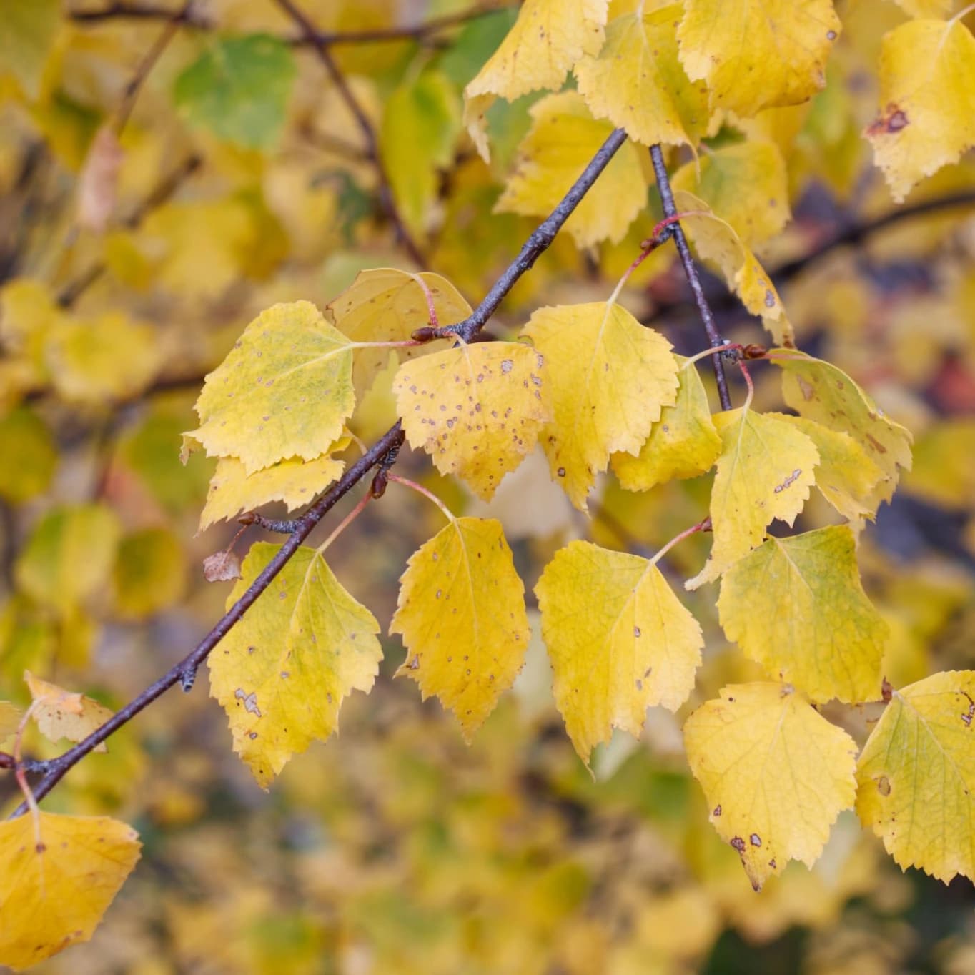 Birch Forest